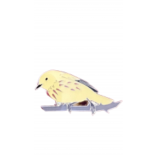 Warbler, Yellow