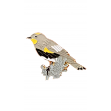 Warbler, Yellow-rumped "Audubon's"