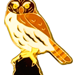 Owl, Ferruginous Pygmy