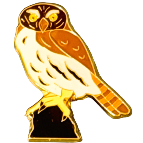 Owl, Ferruginous Pygmy