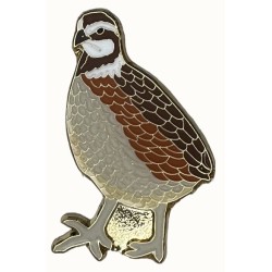Quail, Northern Bobwhite