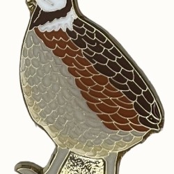 Quail, Northern Bobwhite