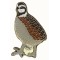 Quail, Northern Bobwhite
