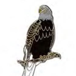 Eagle, Bald (perched) pin