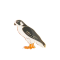 Falcon, Peregrine pin