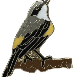 Warbler, Yellow-rumped "Myrtle"