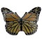 Butterfly, Monarch pin