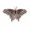 Butterfly, Eastern Black Swallowtail pin