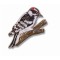 Woodpecker, Downy