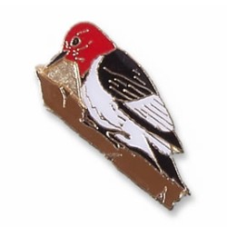 Woodpecker, Red-headed