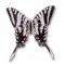 Butterfly, Zebra Swallowtail, enameled pin
